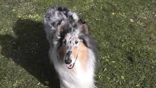 RoughCollie meeting：ラフコリー山中湖オフ会 in Woof 2019 11 14 by shylphmaster 1,329 views 4 years ago 14 minutes, 32 seconds