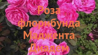 Роза флорибунда Маджента Диадем (magenta diadem) 🌿 обзор: как сажать, саженцы розы Маджента Диадем