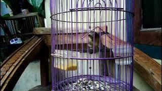 KANCILAN emas/Bimoli betina....