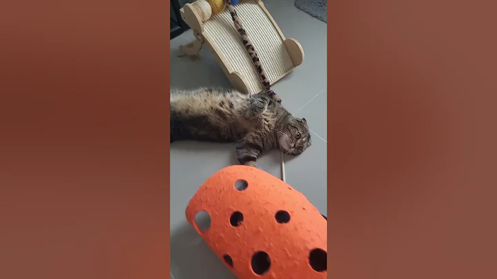 Video 10885521: scottish fold british shorthair, snow british shorthair