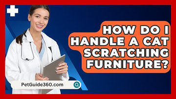How Do I Handle A Cat Scratching Furniture? - PetGuide360.com