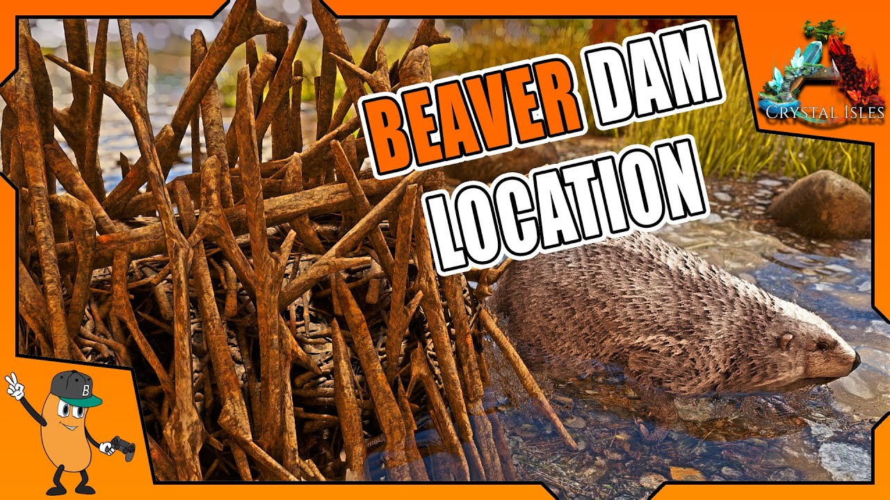 Beaver dams the island ark