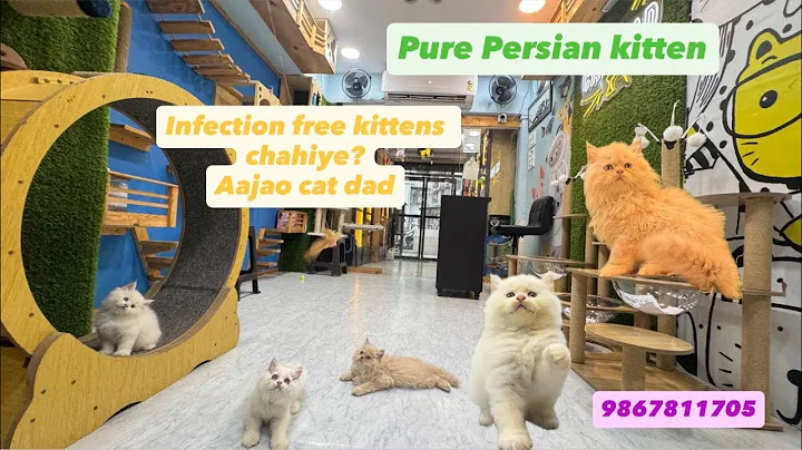 Video 10807101: persian kitten white colour, kitten training, perfect cat, cat house, kittens pure, cat travel