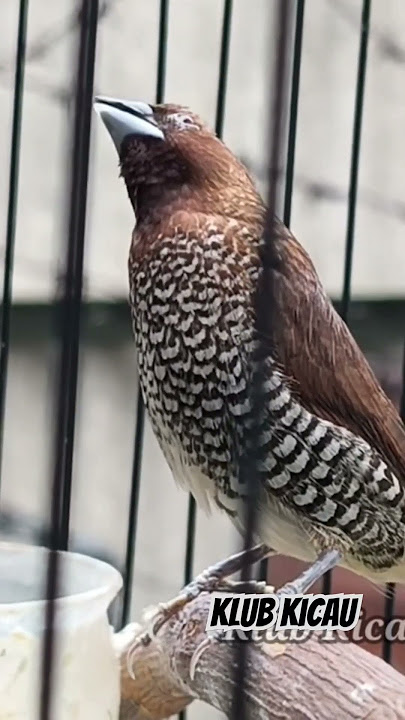 suara burung emprit Peking gacor isian burung gereja - 046🐦