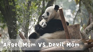 Happy Mother's Day To All Panda Moms! | iPanda