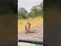 &quot;Roadside love affair! 🦁💕