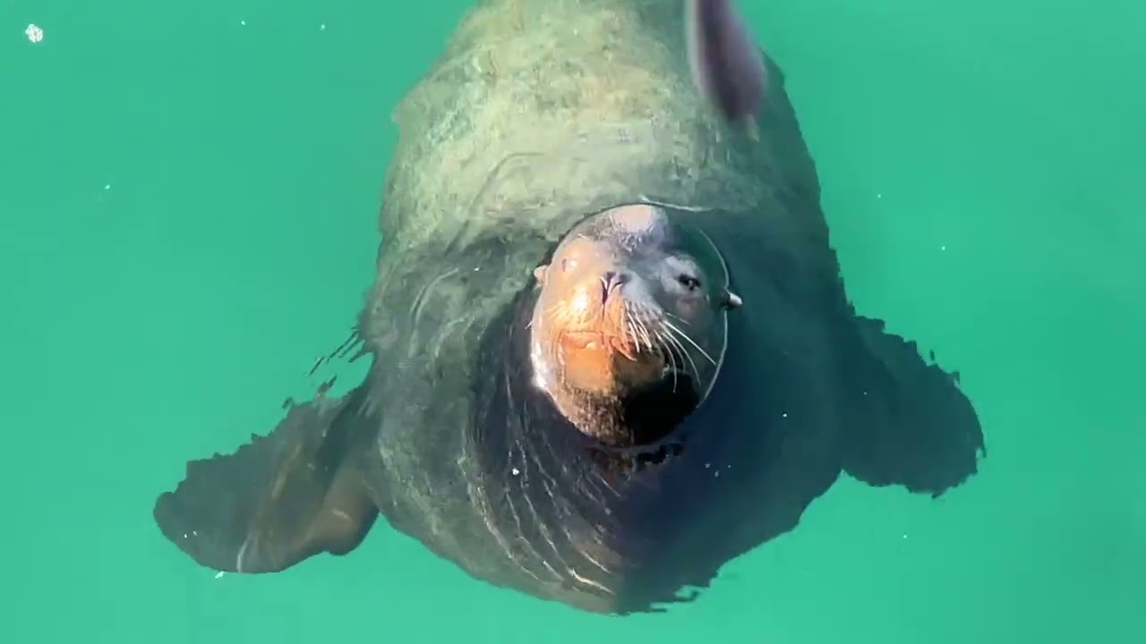 The Friendly Sea Lion at My Local Pier (Thief, Robber, Adorable)