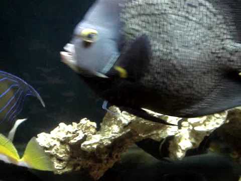 saltfish 2 - YouTube