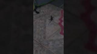 O Dinossario Astao Chegando