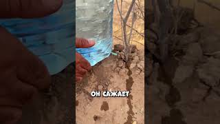 Как пластиковая бутылка помогает озеленять пустыню #shorts
