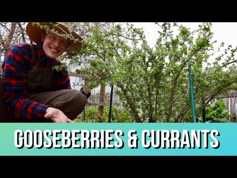 Video: Gooseberry Maggots - Mengontrol Cacing Gooseberry Dalam Kismis Dan Gooseberry