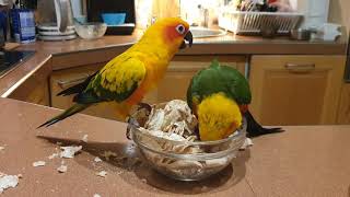 #love #sunconure #jendayconure