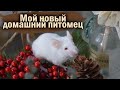 МОЯ ПЕРВАЯ МЫШКА ПО ИМЕНИ ИВАН