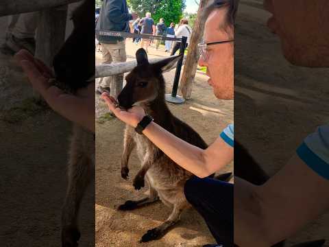 Feeding a KANGAROO BABY JOEY in Australia 🦘🇦🇺