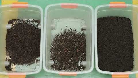 Color Sorting Machine for Tea Classification