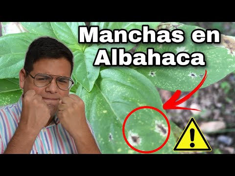 Video: Alimentación de plantas con albahaca: cuándo y cómo fertilizar la albahaca
