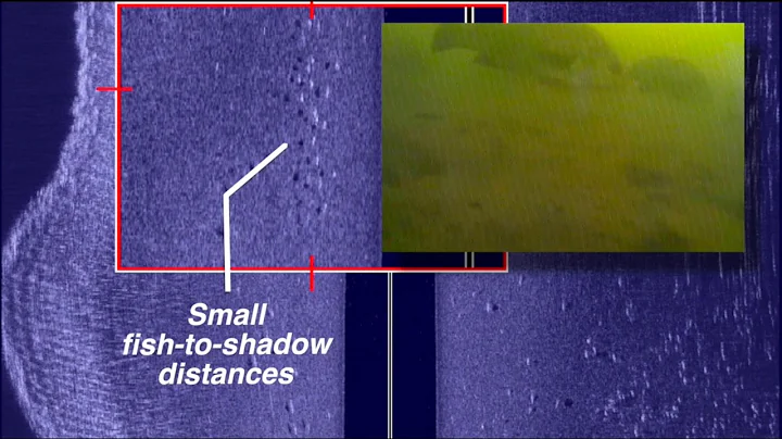 Angler's Guide to Sonar Interpretation | Side Imaging shadows | The Technological Angler