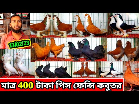 400 টাকা পিস হাই কোয়ালিটি ফেন্সি কবুতর কিনুন | কম দামে কবুতর বিক্রি হবে