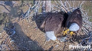 SWFL Eagles ~ Intruder Brings Her Own Fish & Takes M15's Fish & Eats Both!  Goes To Pond! 4.2.23