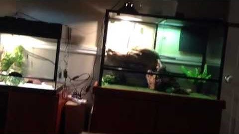 New intro/outro plus reptile update