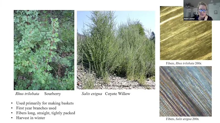 Plant Fiber and Prehistoric Foraging Tools in the ...
