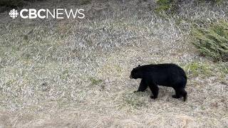 Can we relocate instead of killing nuisance black bears