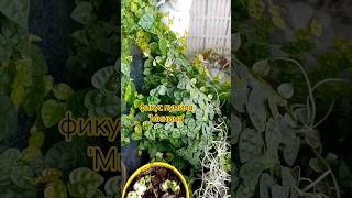 #актив #фикус #р_е_к_о_м_е_н_д_а_ц_и_и_ #floraldesign  продажа отростков в канале телеграмм