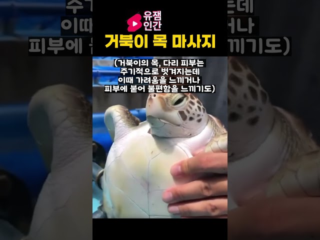 거북이 목 마사지