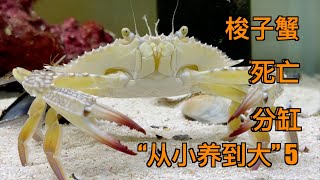 小梭子蟹饲养5个月发生巨大变化差点大结局不得不分开饲养水族鱼缸水族箱养鱼螃蟹梭子蟹养殖海鲜动物宠物