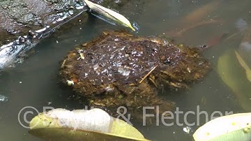 Javan rhinoceros dung, Indonesia. 20120913_095154.m2ts