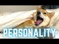 SHIBA INU PERSONALITY FULL DISCLOSURE | Super Shiba の動画、YouTube動画。