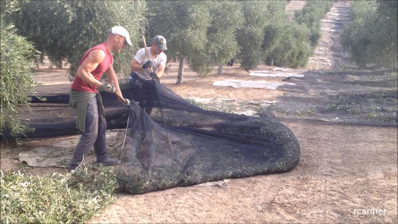PRIMER DÍA DE LA COSECHA PARA ACEITES DE OLIVA VÍRGENES EXTRA