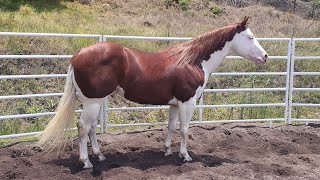 Visita a Rancho Montegrande 2024  Sementales