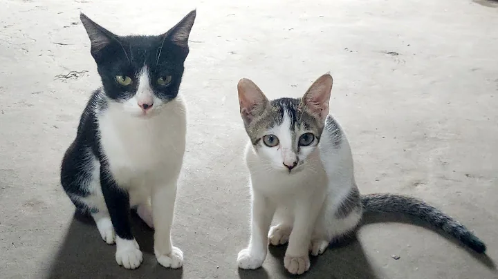 Watch the video about Cute mother cat and kittens funny videos |cute baby cats meowing l#catvideos #cat #meow #pets #funny