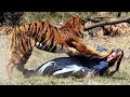 Top 10 Animals Attacking Humans Caught On Tape