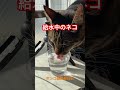 給水中のネコ #shorts #cat #今日の夏目くん