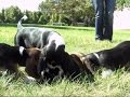 AP-Seven mutts are world's first test tube puppies