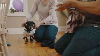 Crusoe the Dachshund, a YouTube Content Creator - Ottawa's Own by Crusoe the Dachshund 1 year ago 1 minute, 19 seconds 181,412 views