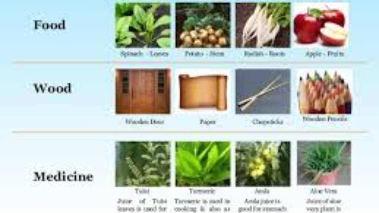 С английского на русский plant. Types of Plants. Plant на английском. Тема растения на английском. Урок английского языка тема Plants.