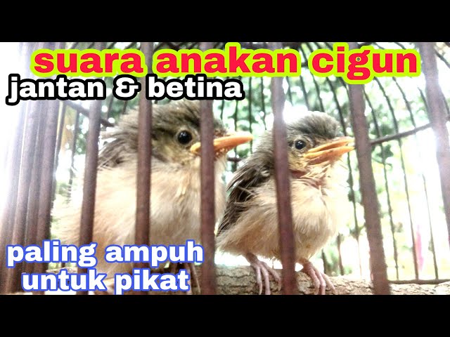 ciblek gunung anakan | suara cigun anakan umur 2 minggu ampuh untuk pikat | cigun liar class=