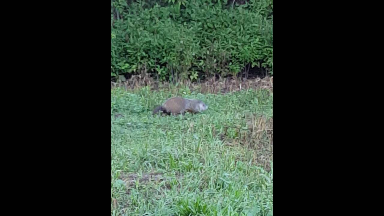 Michigan Woodchuck AKA Groundhog YouTube