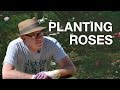 Planting Bareroot Roses with Paul Zimmerman