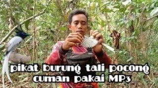 pikat burung tali pocong di hutan cuman pakai MP3