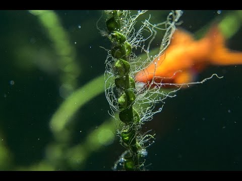 Algae in the aquarium / Водоросли в аквариуме.