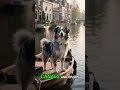 Keeshond Dog Fun Facts #keeshond #puppy #facts #shortvideo #shorts