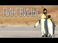 Пингвин Удивительная Птица Интересные факты про пингвинов 