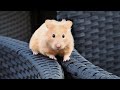 A Curious Day Out for Cute Hamsters