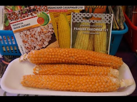 Обзор семян КУКУРУЗЫ Поговорим о кукурузе ЧАСТЬ 1