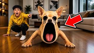 THIS IS NOT OUR DOG… 😱 (IT GETS WORSE)