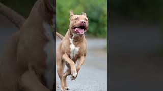 Download Lagu Most Tough Looking Dogs MP3